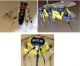 Macrophya teutona F. (3 photos) - Forum.jpg