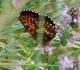 DSC_0184.jpg