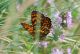 DSC_0185.jpg