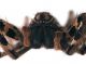 Comb1239_15cRrc.jpg