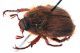 Comb1213_57crc.jpg