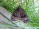 Amphipyra_pyramidea_adulto (1).jpg