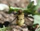 Bombyliidae1000.jpg