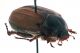 Comb1232_63cRrc.jpg