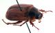 Comb1221_52crc.jpg