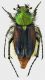 Pygopleurus-foina-f-chalybeipennis.jpg
