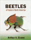 beetles.gif