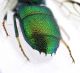 Chrysis 3 m spine.jpg