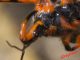 Rhynocoris rubricus IMG_2557.jpg