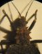 Holotrichius 004 A.jpg