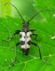 Pachytodes cerambyciformis.JPG