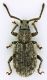 Curculionidae_02_Castelchiodato_25-II-2010.jpg