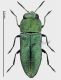 Haplanthaxia pleuralis aida 1.jpg