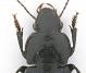 Harpalus_Medio_Atlante_dorso.jpg