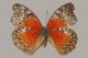 Cymothoe-sangaris---Meadow-Wanderers---Nymphalidae-02b.jpg