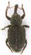 Curculionidae_Monte-Morra_27-II-2010.jpg