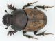 Onthophagus vacca sardegna.jpg