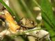 Pentatomidae (2).JPG