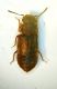 Staphylinide mesitino forse.JPG