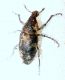 Bothynoderes affinis.JPG