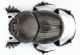 Onthophagus vacca sardegna.jpg