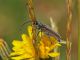 Campo_Felice_4-VII-2014_OL_044.JPG