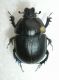 Sericotrupes niger 2.JPG
