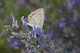 Polyommatus cfr. icarus 04.jpg