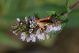 DSC_5636.jpg