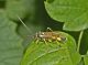 20140630faiallo2.jpg