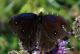 DSCF6696.JPG