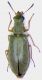 Danacea denticollis m.jpg