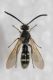 Colpa sexmaculata male1.JPG