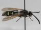 Colpa sexmaculata male4.JPG