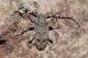 Aegomorphus clavipes2.JPG