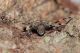 Aegomorphus clavipes3.JPG