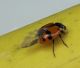 coccinella adulta2.jpg