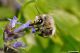 Anthophora sp plumipes03.jpg