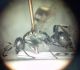 Sphecidae4.jpg
