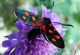 DSCF6462.JPG