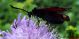 DSCF6413.JPG