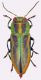 Anthaxia-vittula.jpg