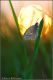 Coenonympha_pamphilus_02.jpg