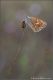 Coenonympha_pamphilus_01.jpg