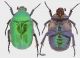 Protaetia(Eupotosia)affinis-FB-xs.jpg