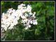 DSCF2961.jpg