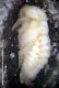 Pupa lateral def medida.jpg