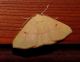 Cyclophora (Cyclophora) puppillaria.jpg