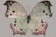 Protogoniomorpha-parhassus-01.jpg