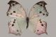 Protogoniomorpha-parhassus-02.jpg